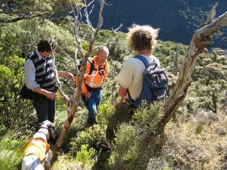 Volunteers searching for the Great Spotted Kiwi near Arthur's Pass.