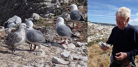 Jim Mills and red-billed gull colony