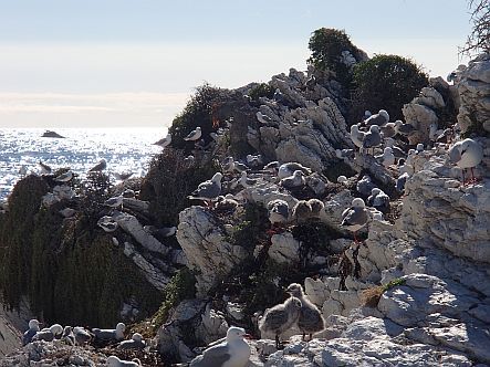 Red-billed gull colony at Kaikoura