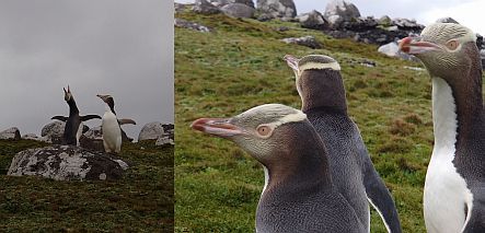 Yellow-eyed penguins on Enderby Island