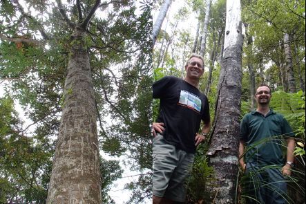 A healthy kauri tree, and Bruce Burns and George Perry next to a dead kauri tree in the Waitakere Ranges
