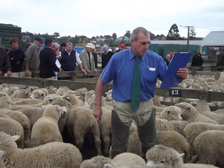 Feilding Auctioneers move from pen to pen all against the clock minutes per pen